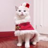 Cat Christmas Hat with Cloak Small Dog Christmas Costume for Christmas