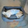 Dog Bed Washable Medium Dog Cat Sofa Bed Super Soft Rectangular Cuddle Pet Bed with Non-Slip Fluffy Bottom, Gift